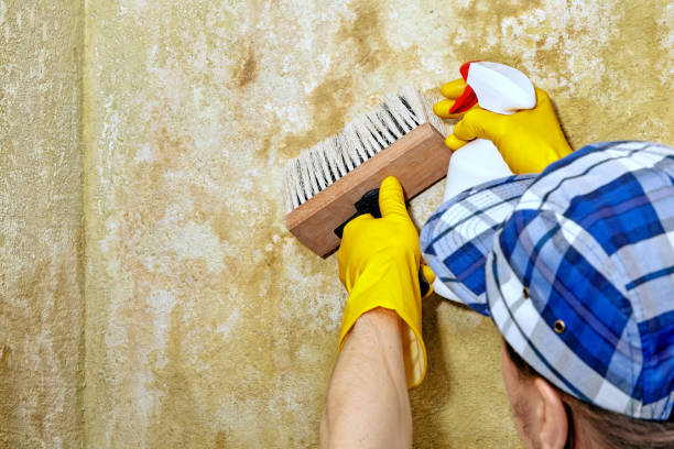 Best Industrial Mold Remediation  in Hurleyville, NY