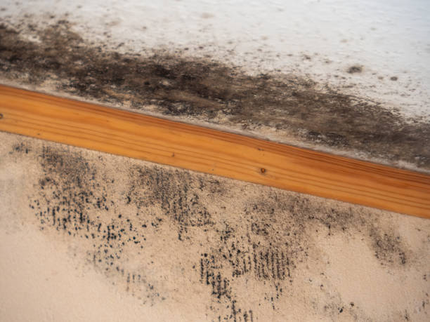 Best Mold Prevention Services  in Hurleyville, NY
