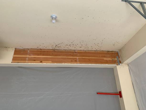 Best Mold Odor Removal Services  in Hurleyville, NY